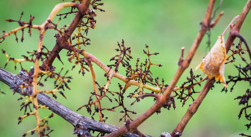 Ennyi volt, vége a hobbi szőlőtermesztésnek: pusztulás és milliós bírság fenyegeti a mulasztó gazdákat