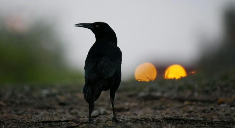 A települési vetési varjú fészekkolóniáit mérné fel a Debreceni Egyetem