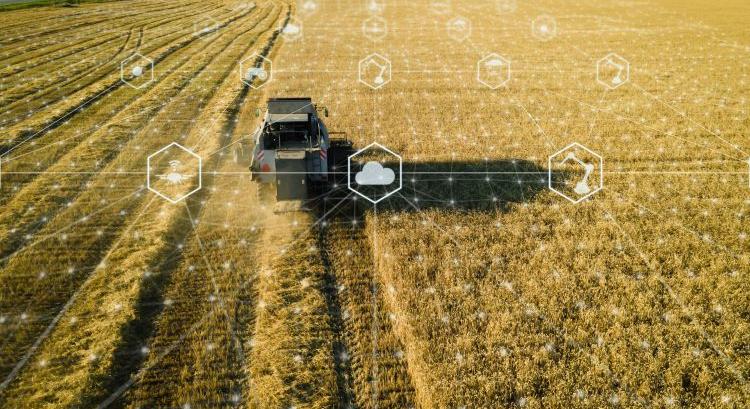 Már a kalászokat is figyeli az MI: megjósolhatja a búza termését