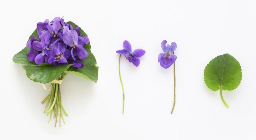 Az ibolya titka: ezért szeretjük ezt az apró tavaszi virágot