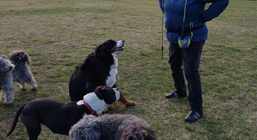 Kutyázni tavasszal is komoly kihívás