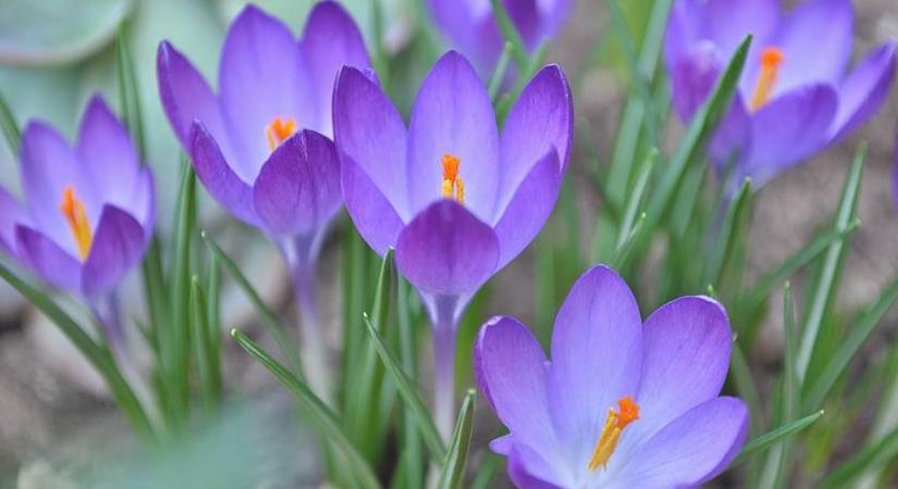 Melyek a virág részei? – környezetismereti villámkvíz