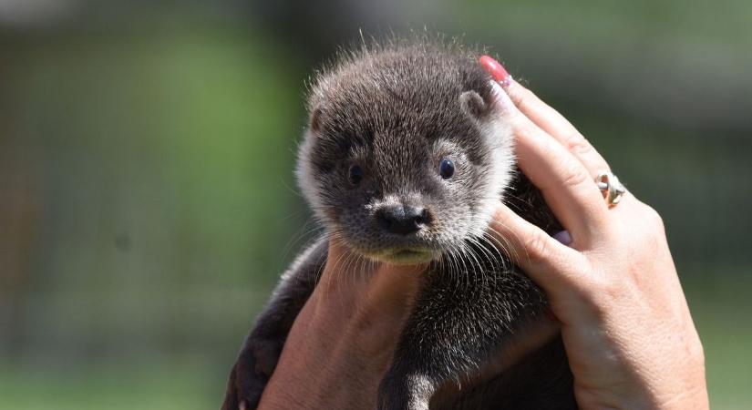 Nincs megállás a vidrák mellett – segítőt keres Balogh Márta