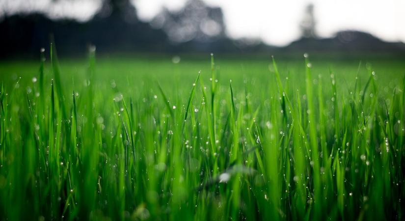 3 jel, hogy a gyepet kártevők támadták meg