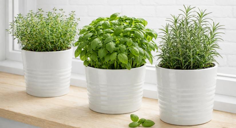 Hogyan neveljünk fűszernövényeket a konyhaablakban?