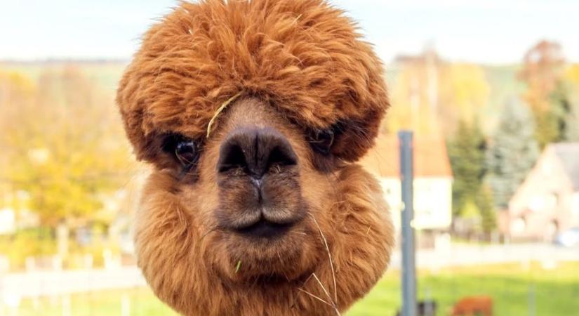 Négy alpakatetemet találtak a sárpentelei parkerdőnél