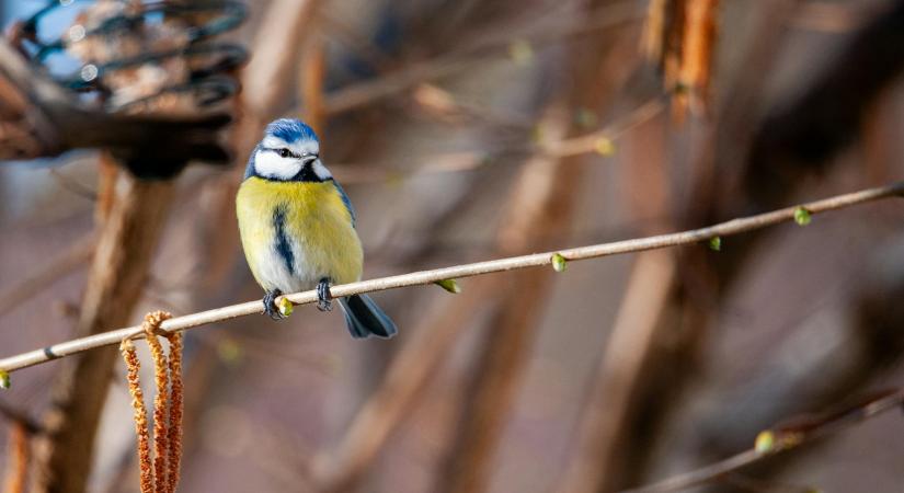 Hogyan segíthetjük az énekesmadarakat télen és nyáron?