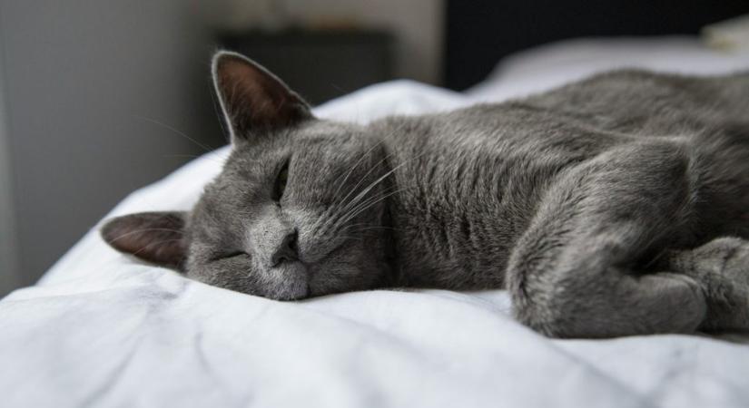 Mennyibe kerül egy alvásvizsgálat? Ez derülhet ki az állandó fáradtság hátteréről