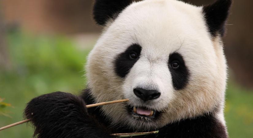 A természetes egyensúly felborulása: Mi történik, ha eltűnik egy faj?