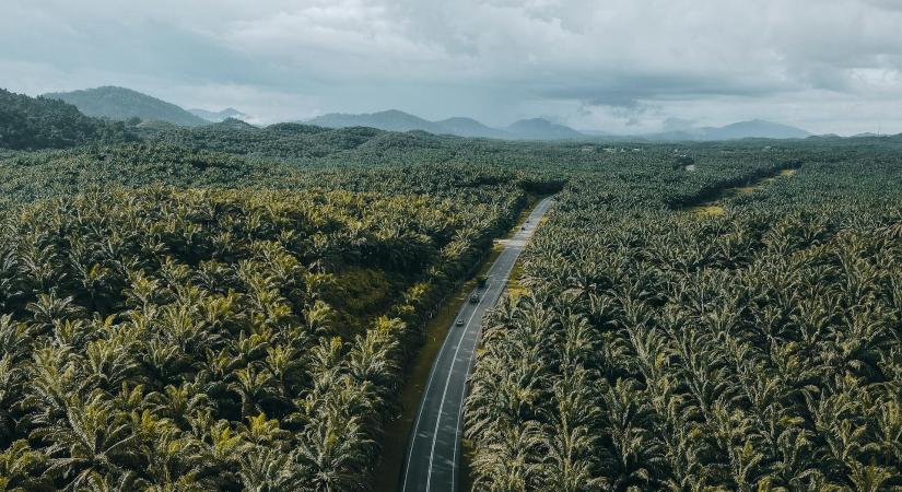 A monokultúrás gazdálkodás veszélyei a talajra és az élővilágra