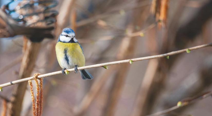 Madárbarát kert: Hogyan csalogassuk be az énekesmadarakat?