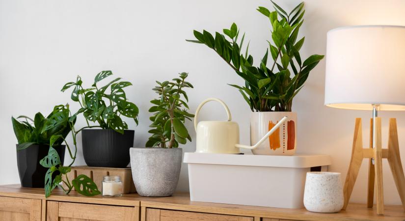 A növények szerepe a belsőépítészetben: Városi dzsungel a szobádban