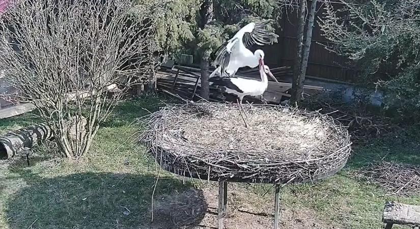 Megérkezett Szofi, a fehér gólya – láthatjuk a nagy találkozást Macussal!