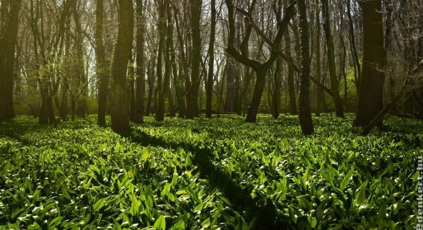 Hogyan érdemes medvehagymát gyűjteni? Ezek a legfontosabb szabályok