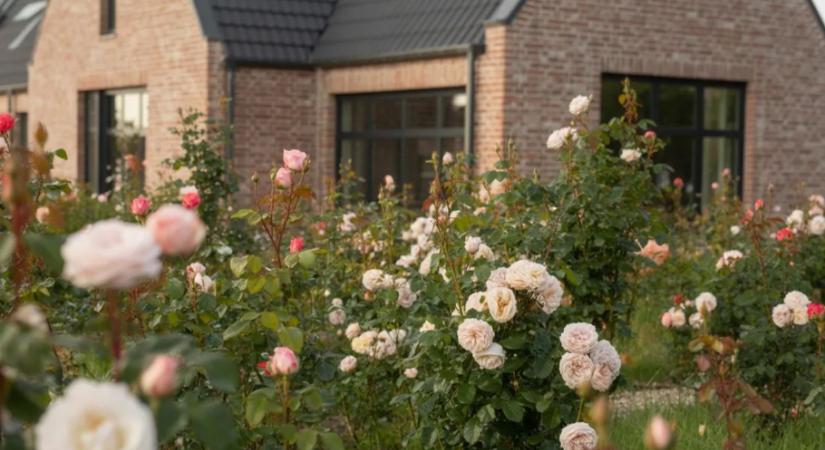 Most kell elültetni a rózsát? A kertészek elárulták a legjobb időpontot