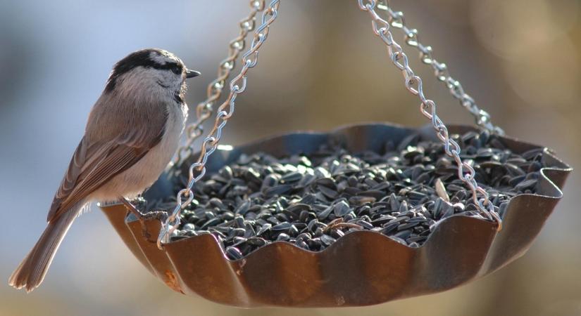El is pusztulhatnak az énekesmadarak, ha tovább etetjük őket – figyelmeztet a debreceni Természettár
