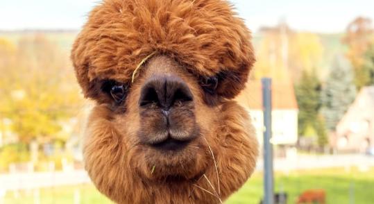 Négy alpakatetemet találtak Sárpentelénél egy útszéli szemétdombon