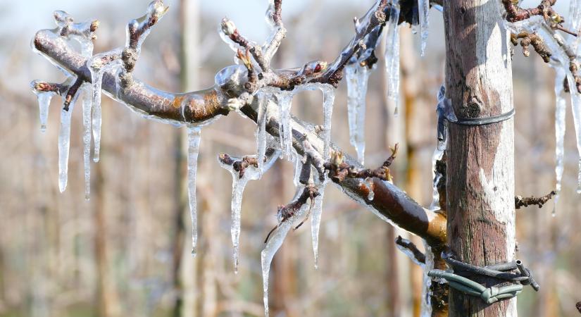 Komoly fagykárral küzdenek az ukrán kertészek