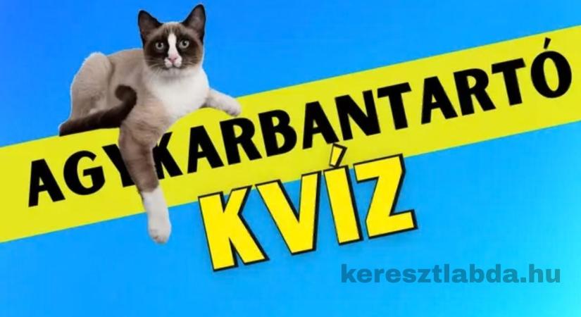 Agykarbantartó kihívás: Te meg tudod mondani, melyik cica hol ült a sorban?