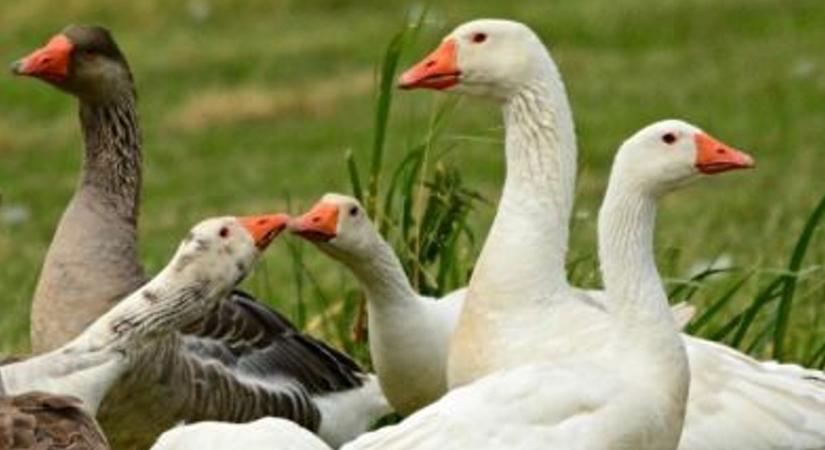 Megszűntek a korlátozások a Jászkunságban, de a védelmi intézkedésekre továbbra is figyelni kell