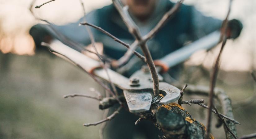 Így kell metszeni a gyümölcsfákat, szőlőt tavasszal: ezt sokan elrontják