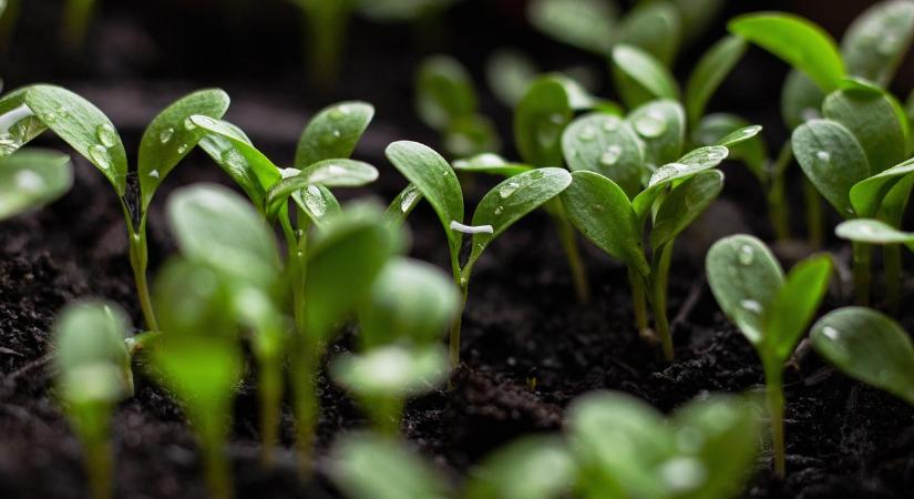 Tavaszi vetési iránytű: tudod, minek kellene már a földben lennie?