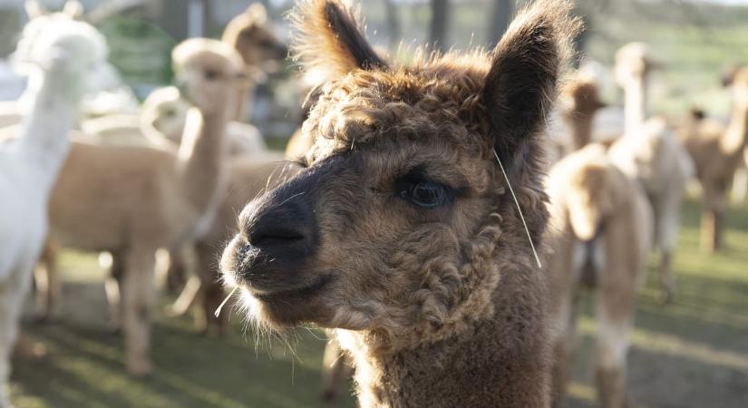 Rejtély, honnan került négy elhullott alpaka teteme egy Fejér megyei község határába