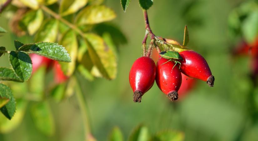 Csipkebogyó-birodalom Leányváron: "Nem a támogatásért termelünk"