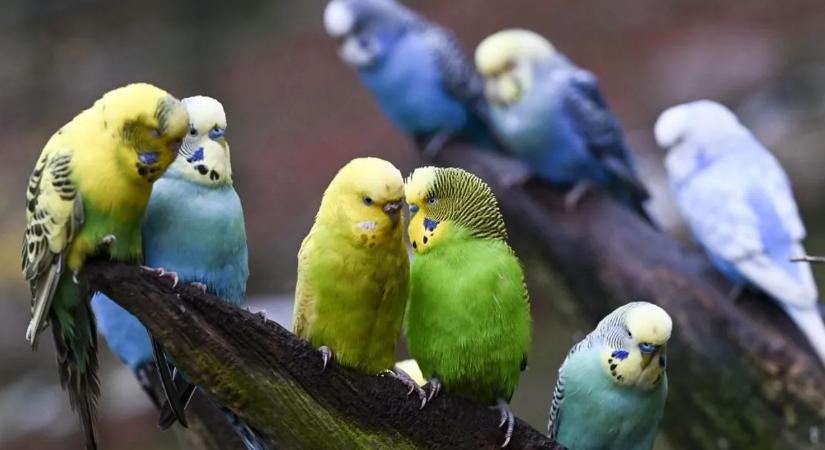 Miért tudnak beszélni egyes madarak?