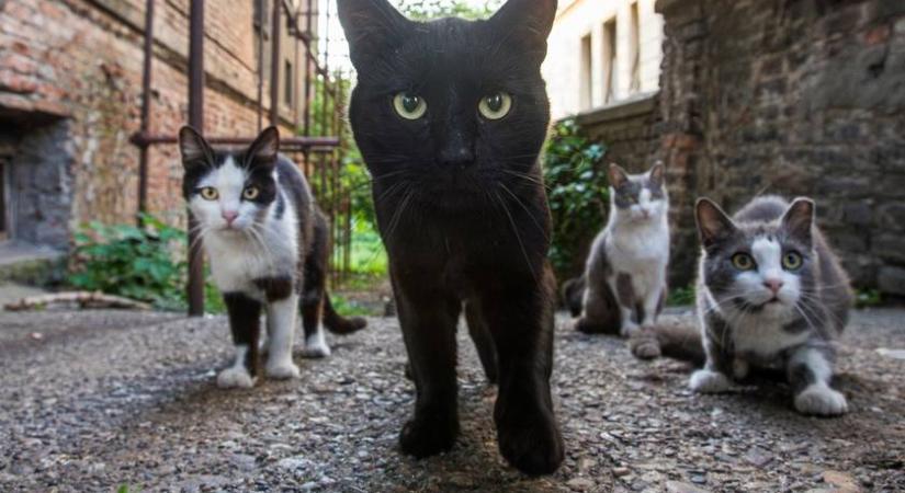 Hány macska bújt el a labirintusban? Találd meg mindet!