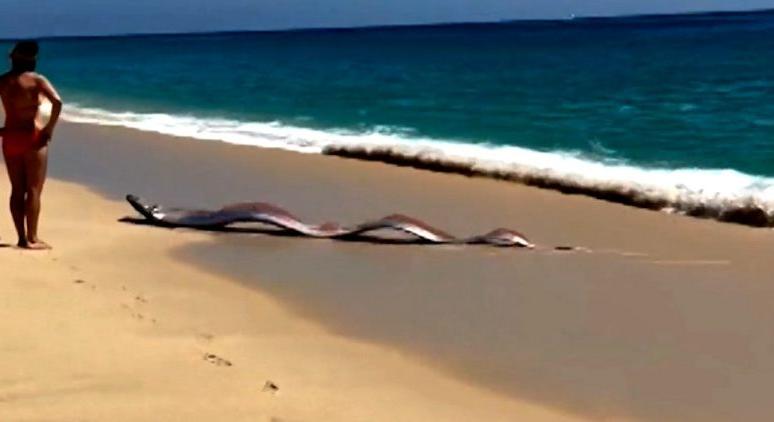 Mélytengeri szörnyetegre bukkantak a híres nyaralóparton