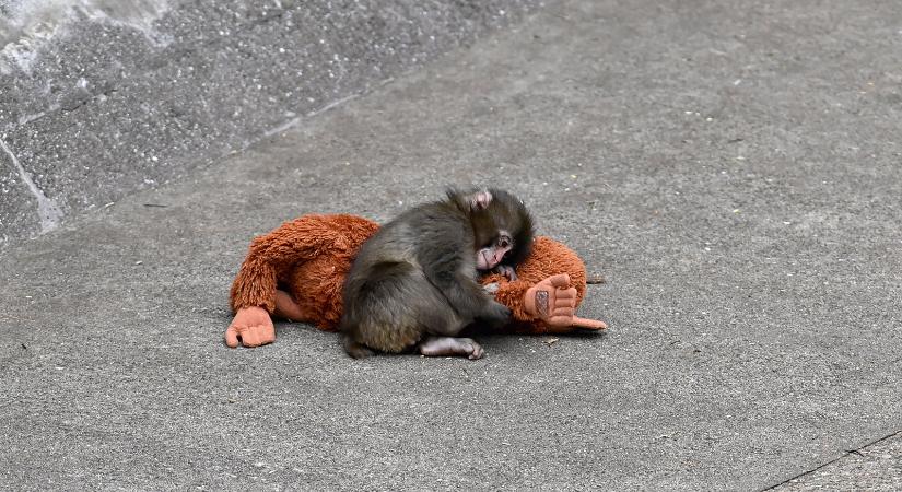 Szőranya – Jónap Rita jegyzete