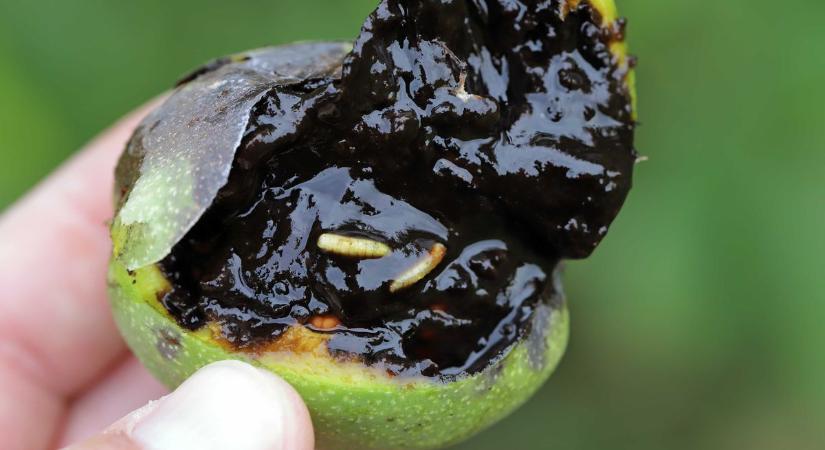 Dióburok-fúrólégy, rejtélyes csövek és szegedi cukrászsiker – hírek egy csokorban