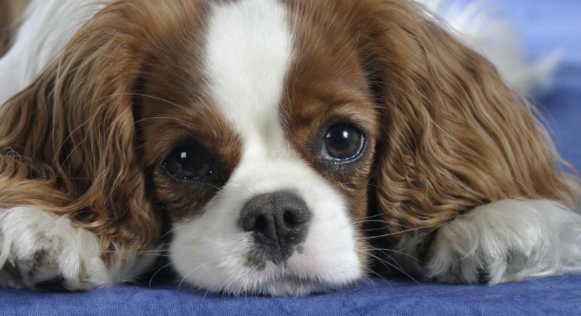 A 6 legbújósabb kutyafajta: ők mindig a gazdi mellett akarnak ülni