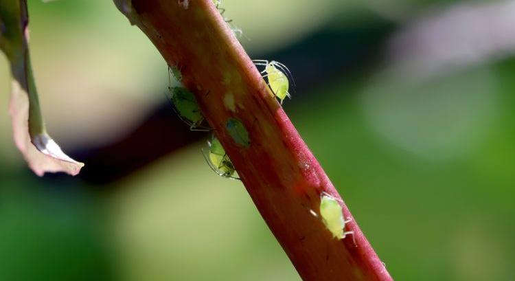 Levéltetű és eső szorítja a spanyol zöldségpiacot