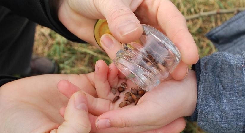 Ha túl korán veted el, tönkremehet az egész vetés