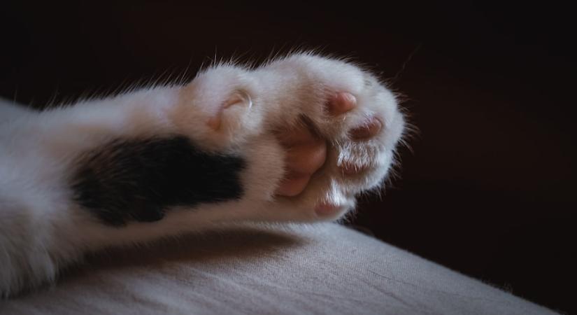 Mit jelent, ha a macskád rád teszi a mancsát?