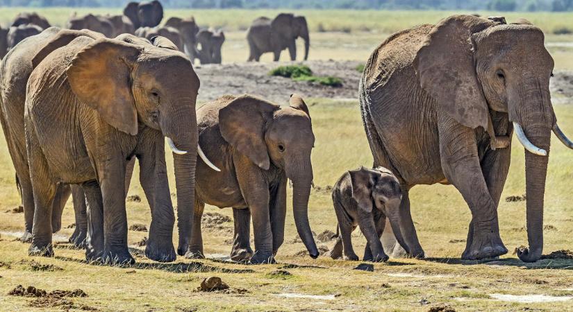 8 különös viselkedésforma, amit az állatvilágban megfigyeltek a kutatók