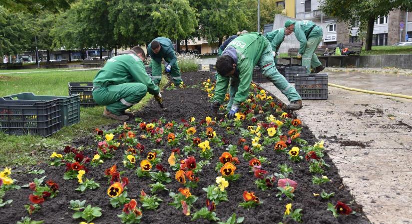 A BKM szerint a közgyűlési nyomásgyakorlás miatt szüntették meg a belső ellenőrzést, de az, hogy a zöldfelületek dupla áron gondozzák, rendben van