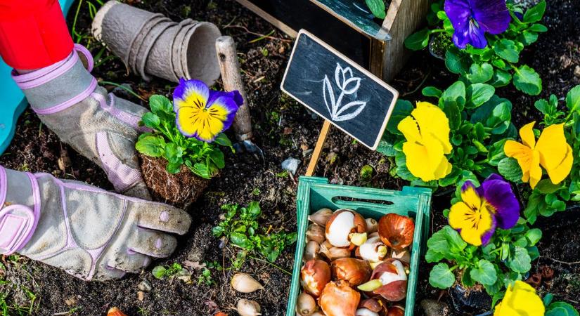 Színpompás kertet akarsz? Ezeket a növényeket már most elültetheted