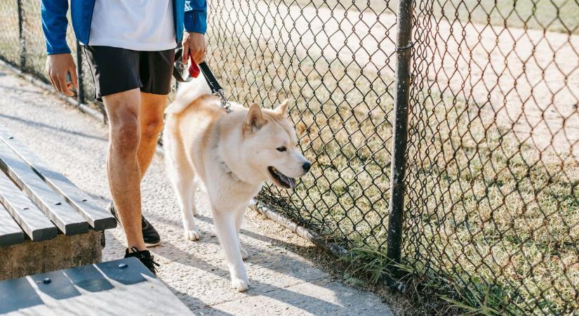 Durva balhéhoz vezetett egy ártalmatlannak indult kutyasétltatás Sárváron