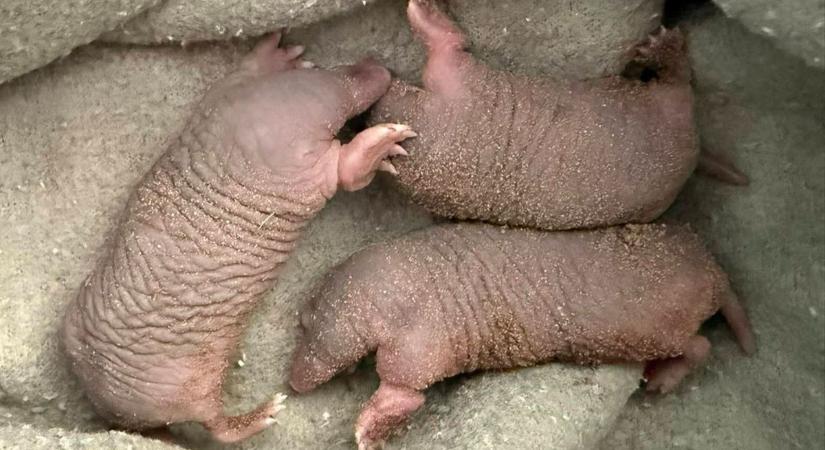 Elolvadsz: megmentették ezeket a kedves jószágokat, s remélik a legjobbakat...