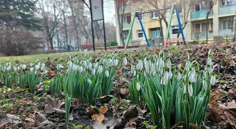 Ennek is a zöld város program az oka!