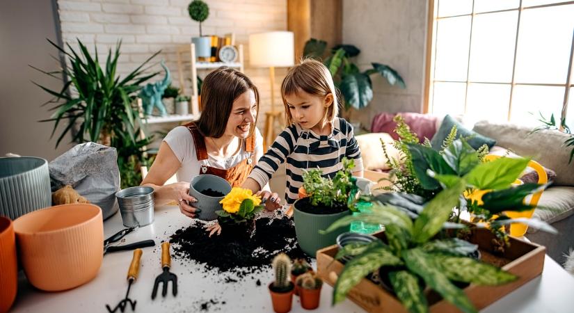 7 árulkodó jel, hogy ideje átültetni a kedvenc szobanövényedet