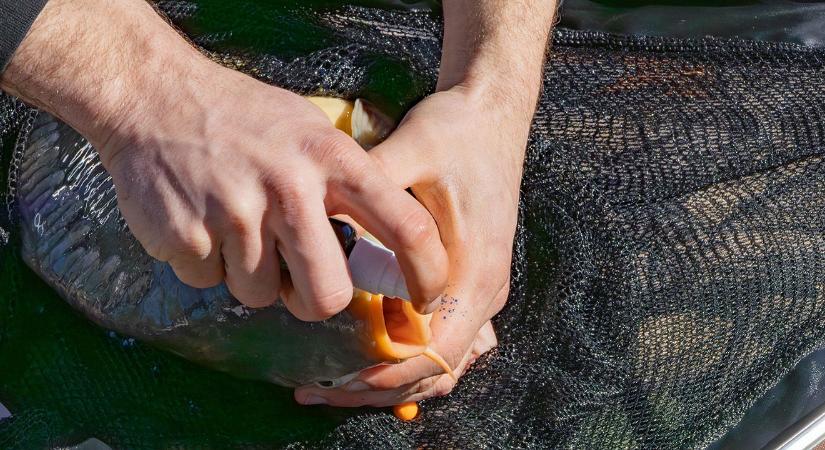 Drámai a helyzet a hajdú-bihari horgásztónál, azonnal szigorítanak – videóval