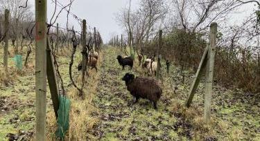 Talajból jöhet a kiút a válságból