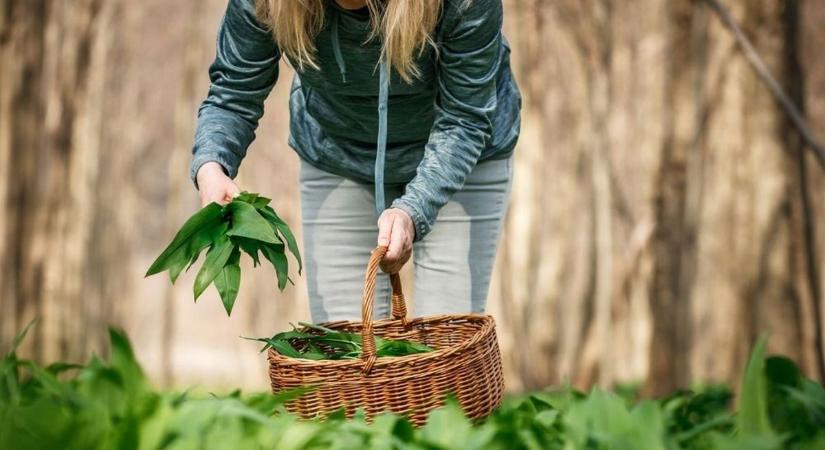 Nem kell messzire menni – itt szedhet medvehagymát Fejérben
