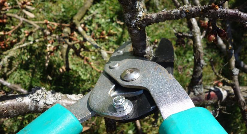 A tavaszi metszés jelentősége a gyümölcsösökben