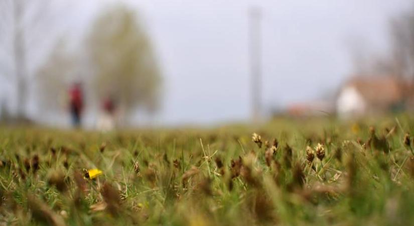 Húsevő növények lakják a magyar falut: bizarr jelenség az Alföldön