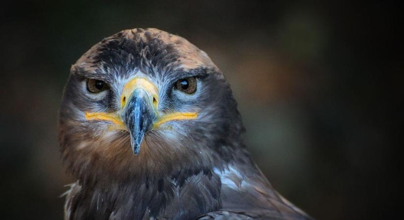 Nőtt a ragadozó madarak száma az éves sasleltár szerint Győr-Moson-Sopronban